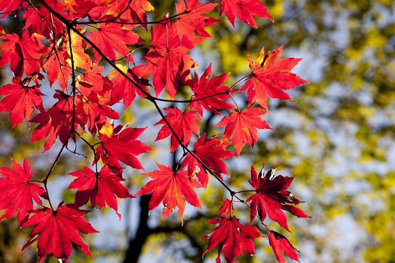 Autumn Crafts
